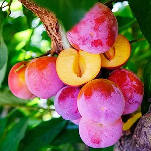 beach plum prunus maritima fruit in coastal