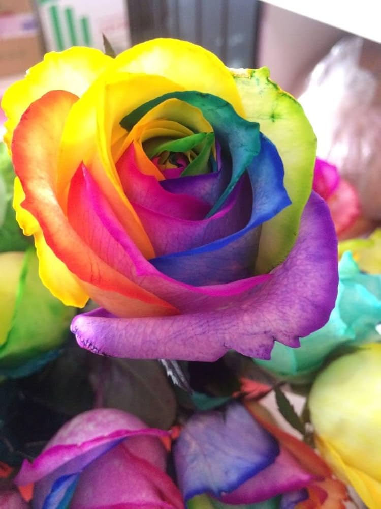 Mystic Rainbow Rose