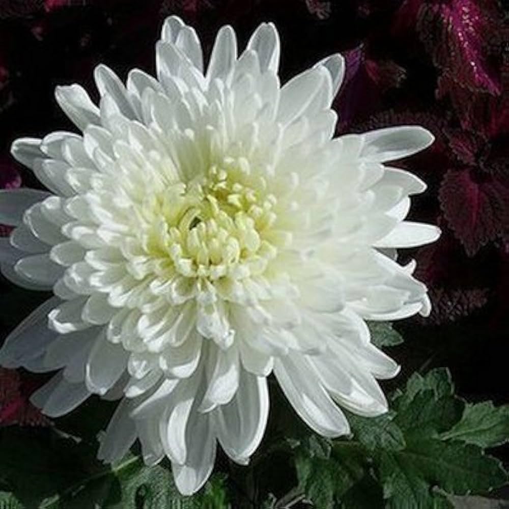 White Chrysanthemum Flowers Seed f