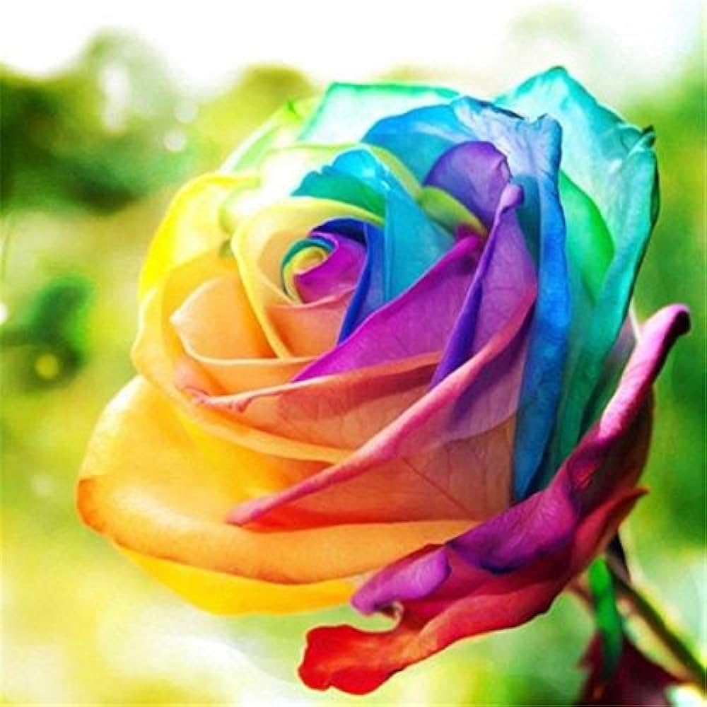 green pink rainbow rose rosa hybrida in
