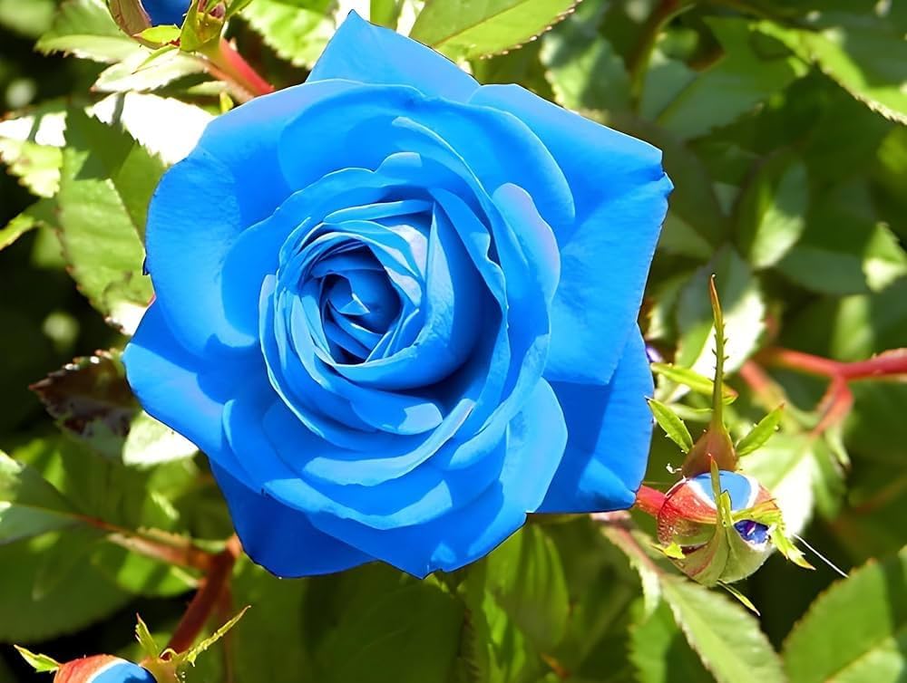 Blue Pink Rose Rosa Spp