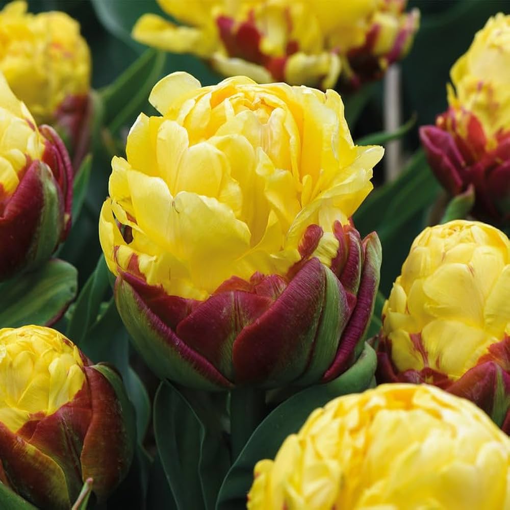 Cream Tulip Ice Like Flower Bulbs