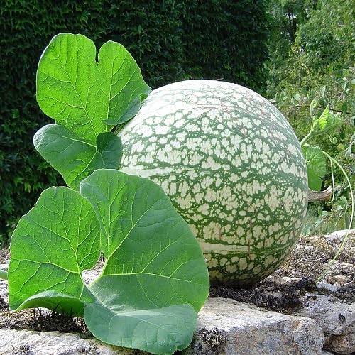 Green Chilacayote Vegetable Seeds Heirloom, Non-GMO for Home Garden Planting