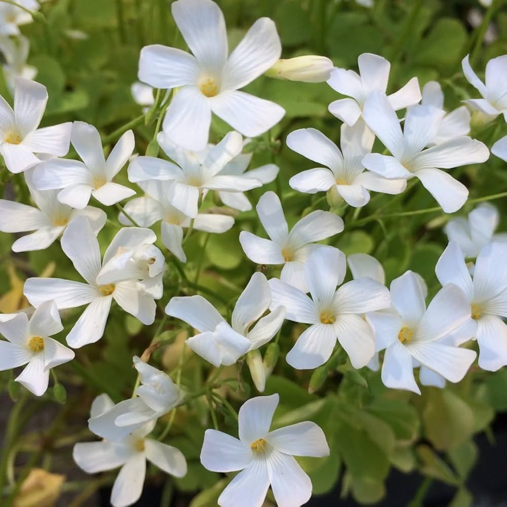 White White Oxalis Bulbs Oxalis Flower Rare True Bloom Flower Seeds