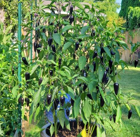 Black Chilli vegetable seeds vegetable seeds for Home Gardening, Natural Home Farming Choice for kitchen garden planting