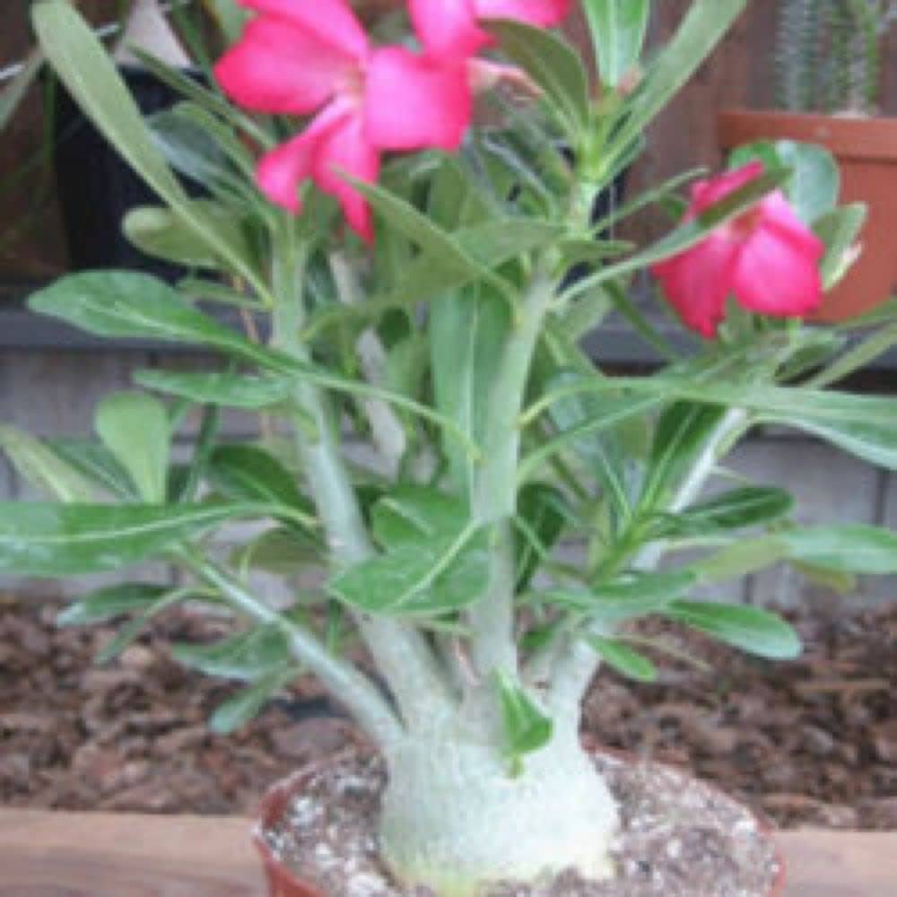 Adenium Obsum Desert Rose Viola Dor Triplo Flower Seeds