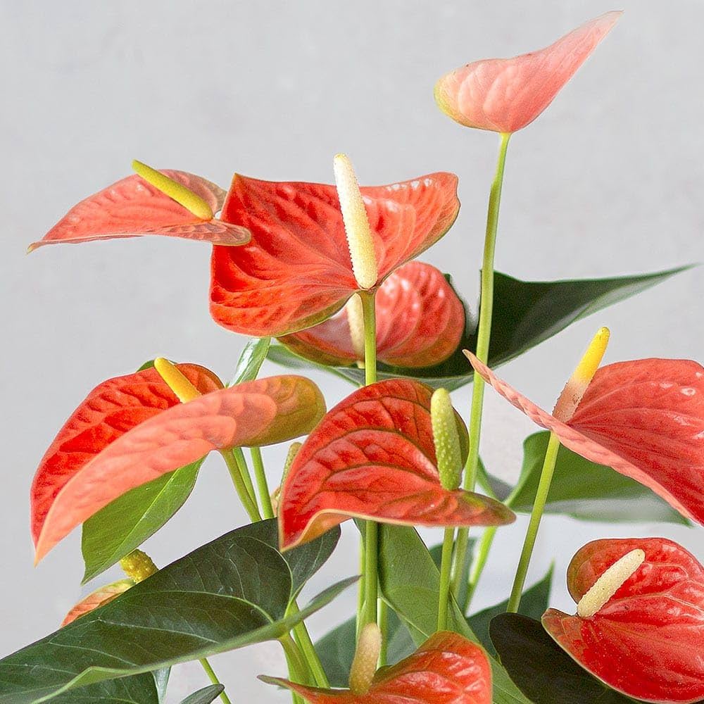 Dark Orange Anthurium Flower Seeds – Heirloom, Non-GMO, High Germination, Organic Seeds for Planting