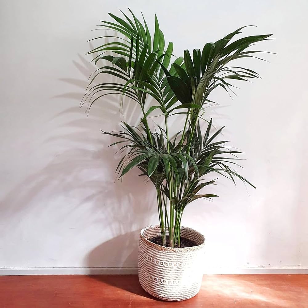 Kentia Palm Howea Forsteriana Indoor