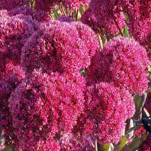 Sedum Flower Seeds