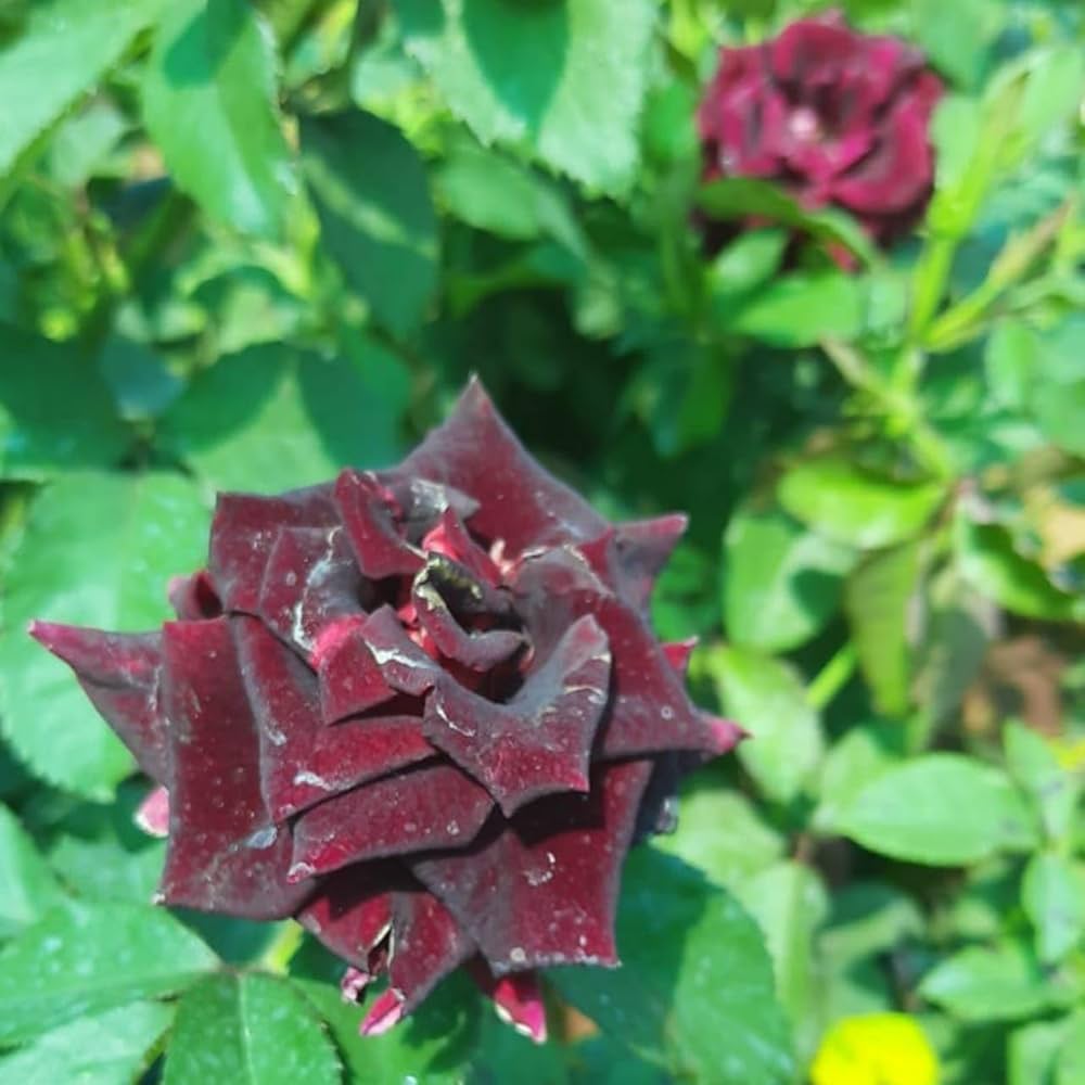 Dark Maroon Baccara Rose Flower Seeds - Heirloom Non GMO High Germination Premium Garden Seeds for Planting