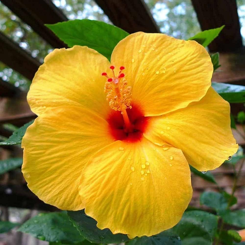 Yellow Hibiscus Flower Seeds
