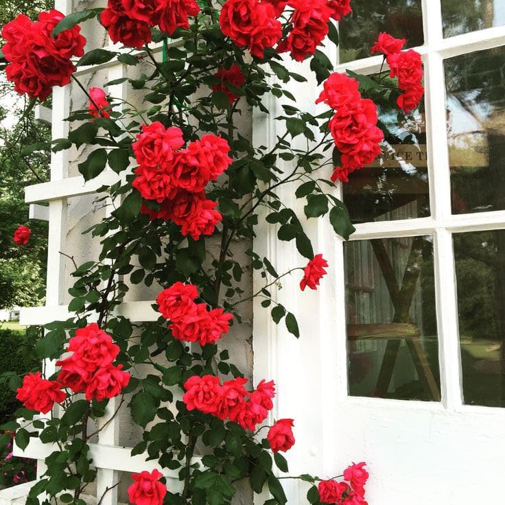 Red Climbing Rose