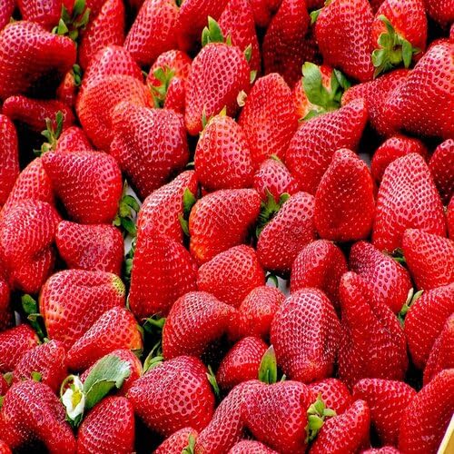 Red Strawberry fruit seeds for organic garden planting