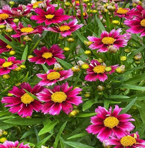 pink coreopsis flower seeds