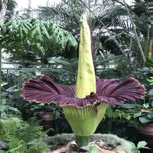 Purple Corpse Flower Seeds