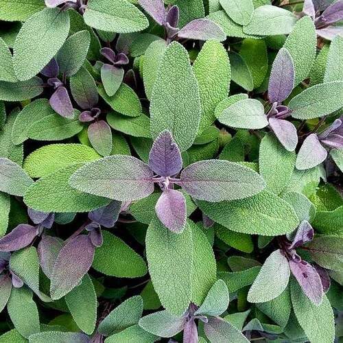 Purple Green Sage Plant Seeds herb seeds - backyard growing, non gmo garden seeds