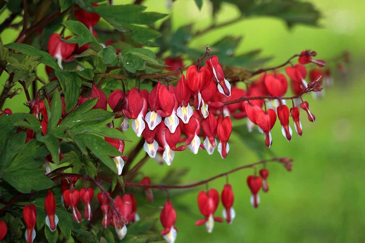 Dicentra Flower seeds