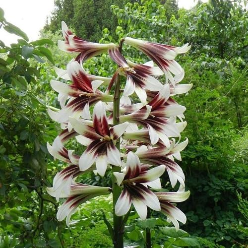 White Cardiocrinum Flower Seeds