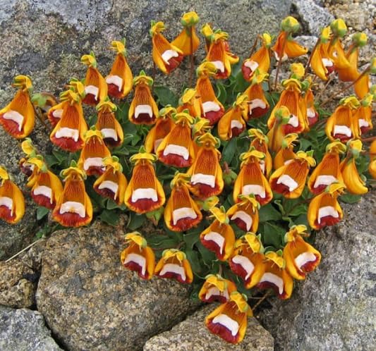 Calceolaria Uniflora Flower Seeds