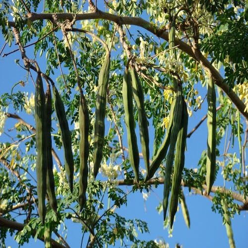 Moringa Oleifera vegetable seeds - Heirloom, Organic, Non Gmo Garden Seeds for kitchen garden planting