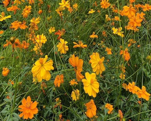 Orange Cosmos Flower Seeds