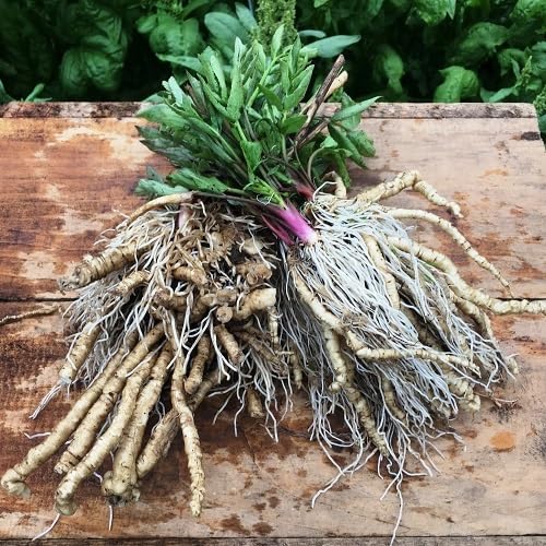 White Skirret Vegetables Seeds vegetable seeds - Heirloom, Organic, Non Gmo Garden Seeds for kitchen garden planting