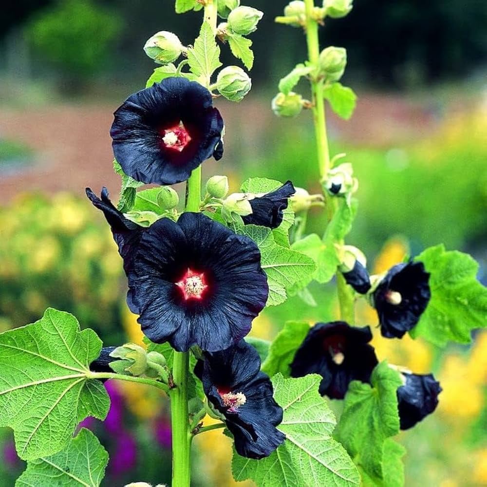 Black Hoya Flower Seeds - Heirloom Non GMO Premium Garden Seeds for Planting