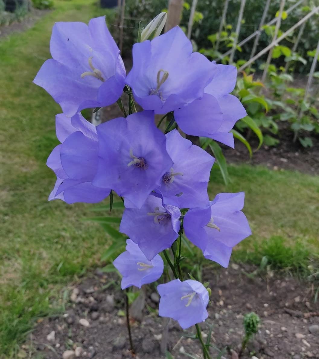 Peachleaf Bellflower Campanula Persicifolia