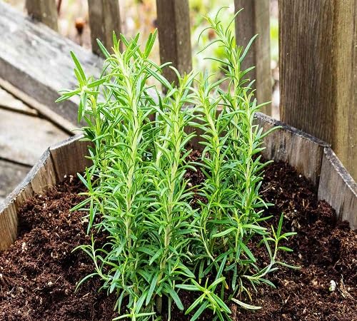 Rosemary Plant Seeds