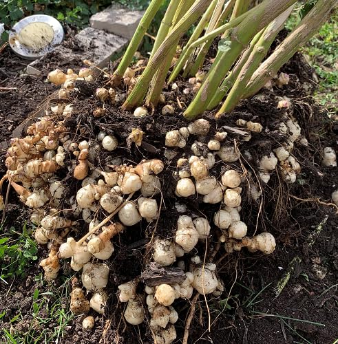 White topinambur vegetable seeds vegetable seeds for Home Gardening, Natural Home Farming Choice for kitchen garden planting