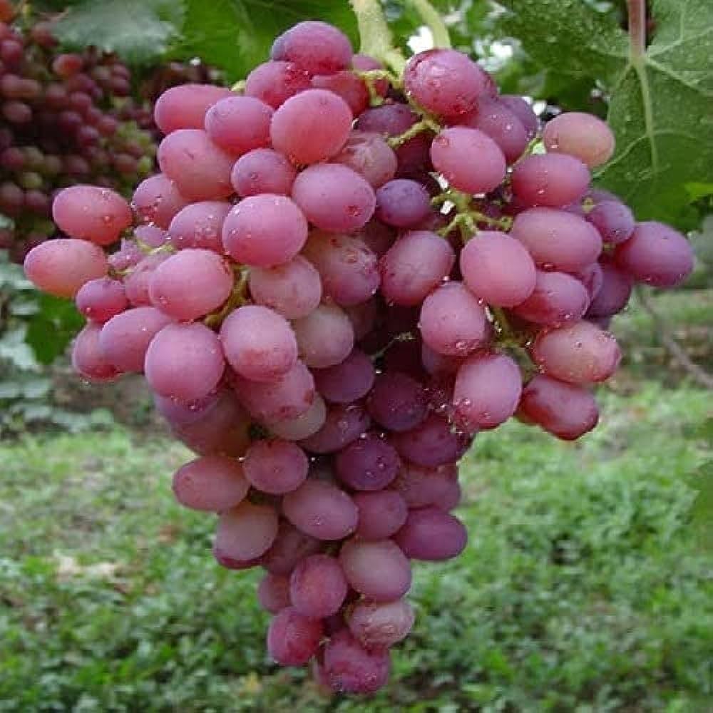 Pizzutello Red Globe Grapes Fruit