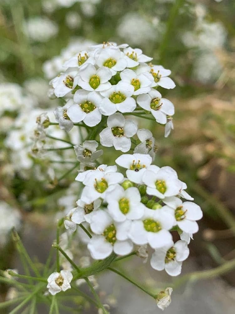 Alyssum Flower Seeds – Rare Blooming Plants - Heirloom Non GMO High Germination Garden Seeds for Planting