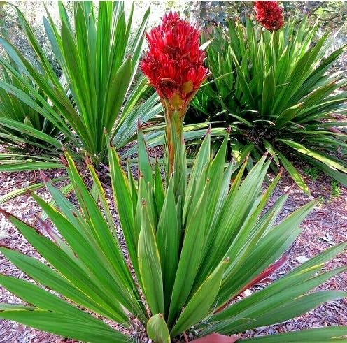 Red Doryanthes Flower Seeds