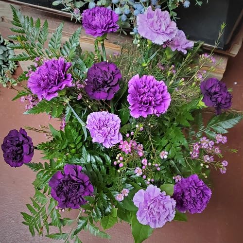 Violet Carnation Flower Seeds