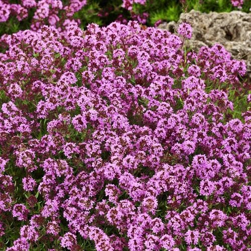 Pink Creeping Thyme Flower Seeds