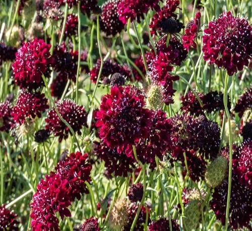 Pincushion Scabious Flower Seeds