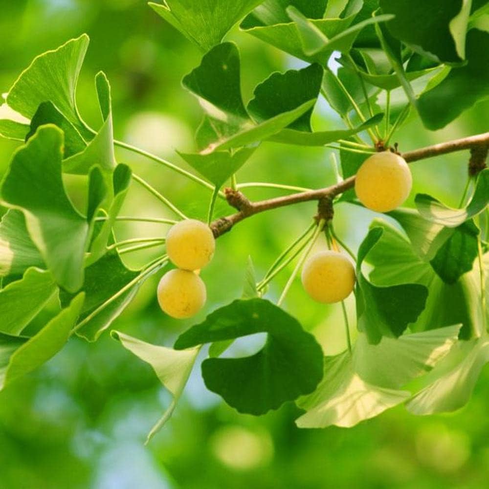 Yellow Ginkgo Flower Tree Ginkgo Biloba