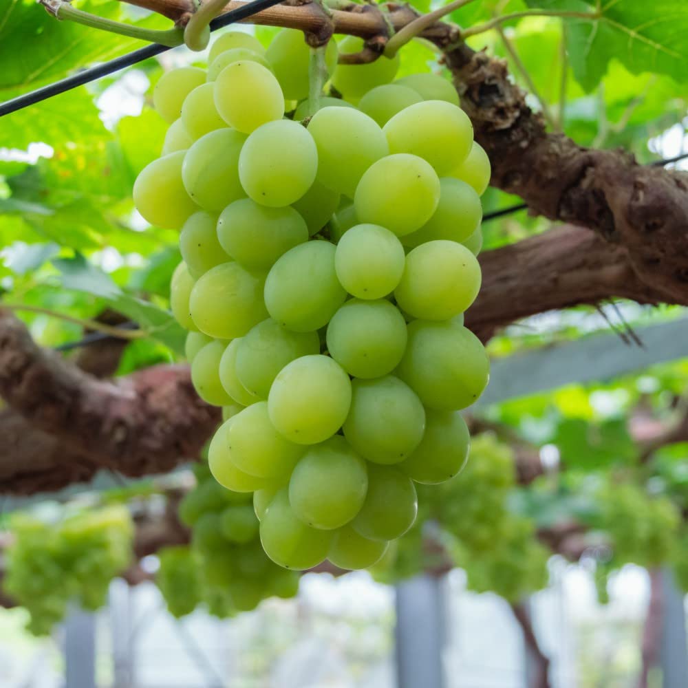 White Grape Muscat Vitis Vinifera Aromatic Fruit Premium Quality For Backyard Gardens Fruit Seeds