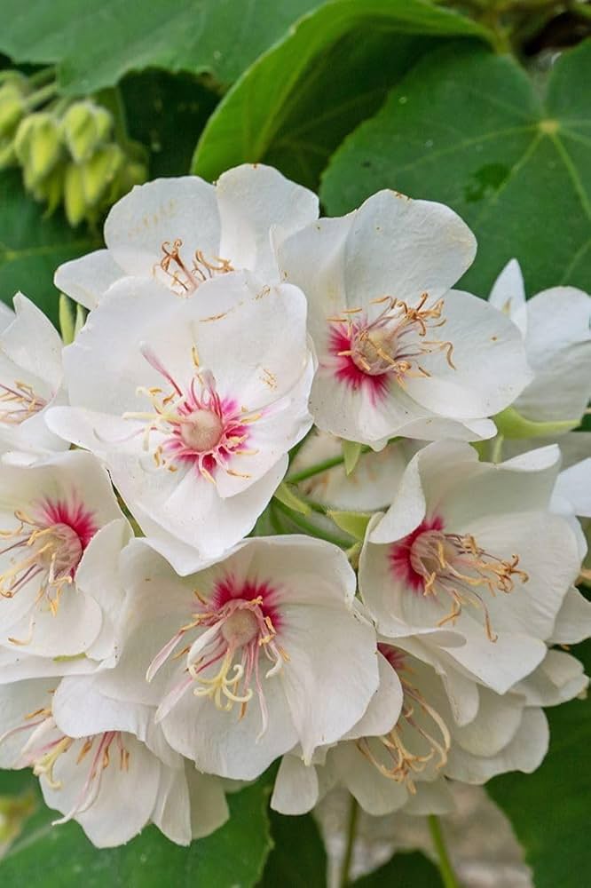 Dombeya Burgessiae Flower Seeds
