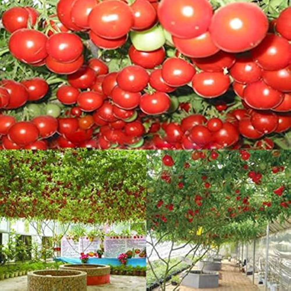 giant heirloom tomato Fruit Seeds