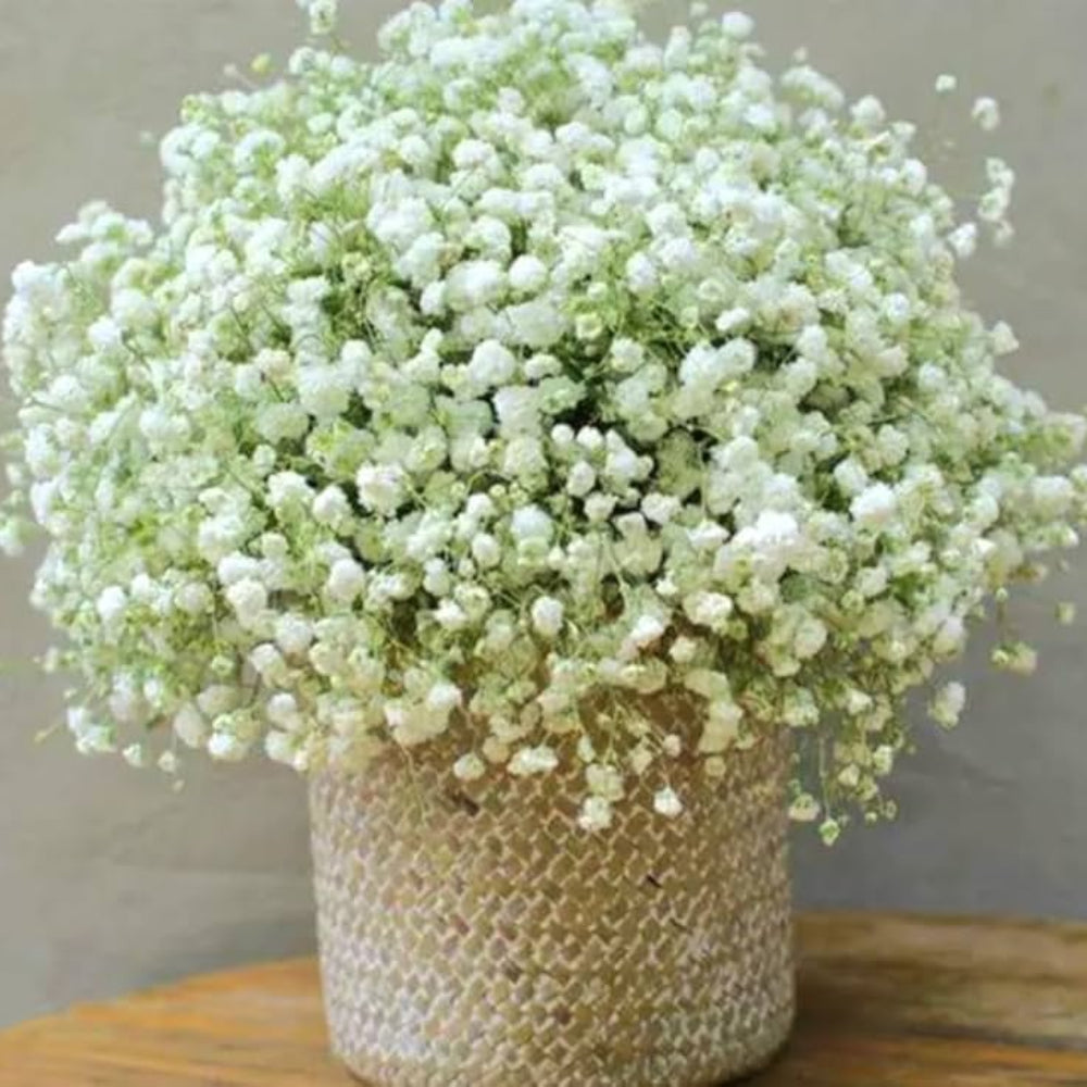 Babys Breath Newly Harvested Beautiful Snow Like Blooms