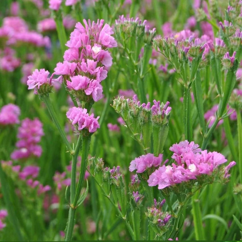 pink giant statice flower