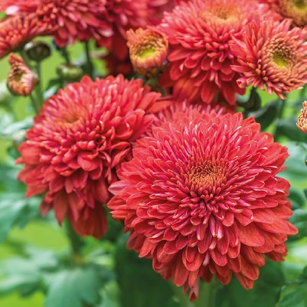 High Colorful Cornflower Bonsai Chrysanthemum Flower Varieties Balcony And Garden