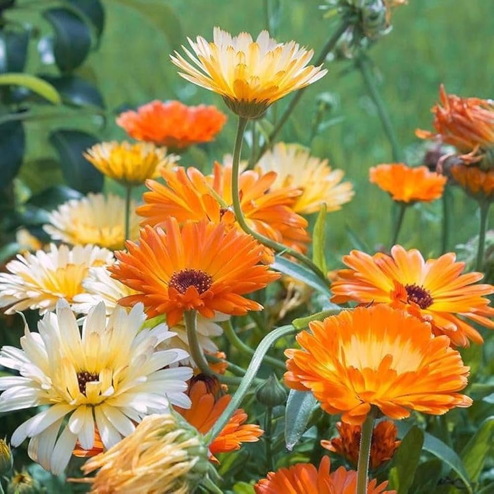 Red Calibrachoa Flower Seeds - Heirloom Non GMO High Germination Garden Seeds