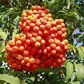 orange sorbus alnifolia fruit ornamental tree for your yard gmo free Fruit seeds