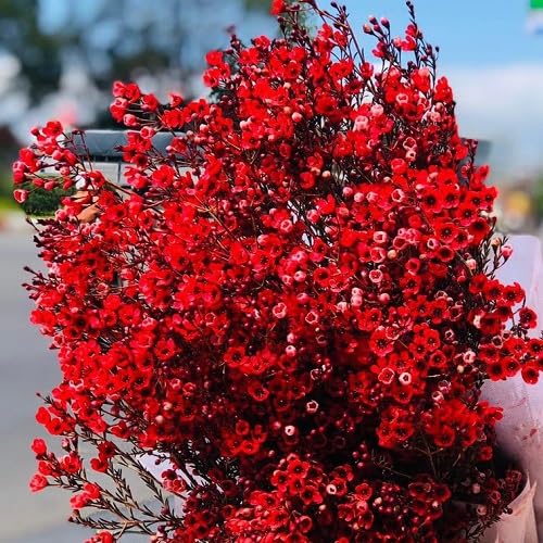 Red Statice Flower Seeds
