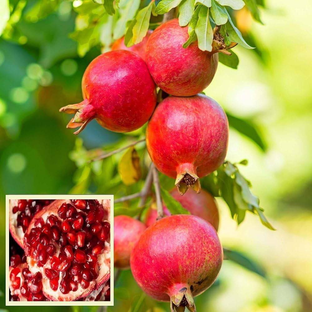 maroon pomegranate fruit for gardening Fruit seeds