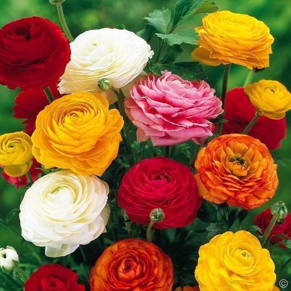 Ranunculus Picotee Mix