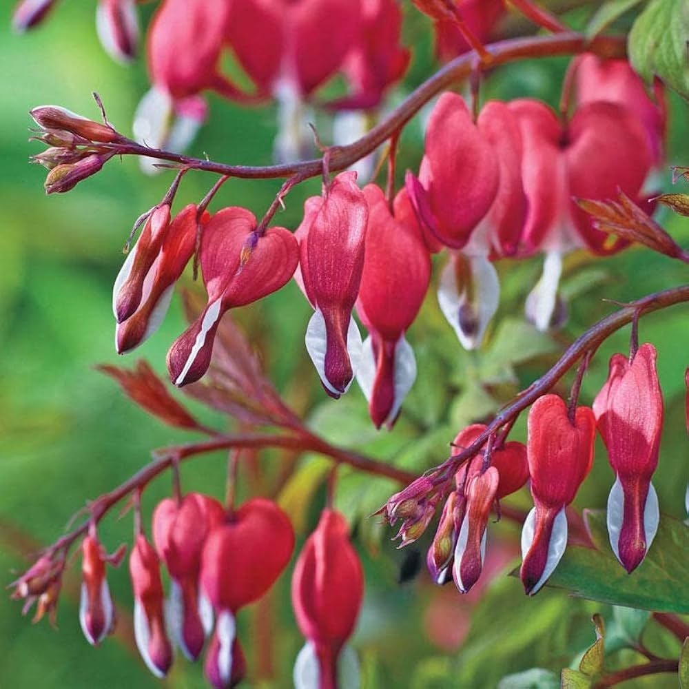 Bleeding Heart Dicentra Spectabilis