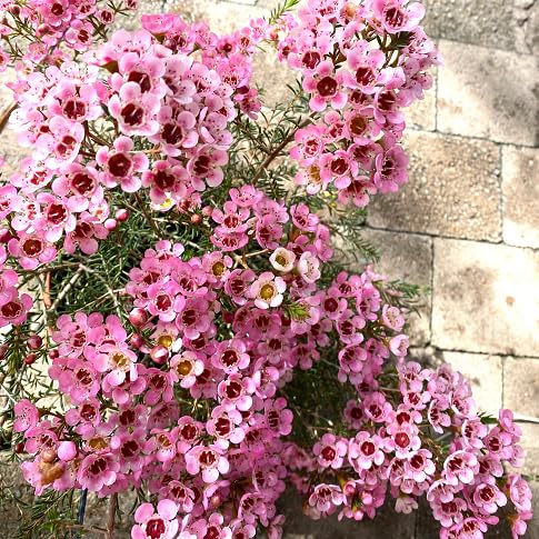 Chamelaucium Flower Seeds